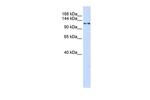 XPO5 Antibody in Western Blot (WB)