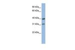 COX3 Antibody in Western Blot (WB)