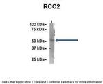 RCC2 Antibody in Immunoprecipitation (IP)