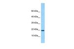 C15orf53 Antibody in Western Blot (WB)