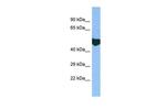 EXD2 Antibody in Western Blot (WB)