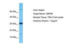 OBP2B Antibody in Western Blot (WB)
