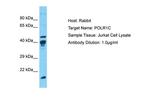 POLR1C Antibody in Western Blot (WB)