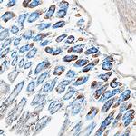 Eotaxin Antibody in Immunohistochemistry (Frozen) (IHC (F))