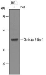 CHI3L1 Antibody in Western Blot (WB)