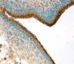 EphB4 Antibody in Immunohistochemistry (Frozen) (IHC (F))