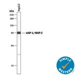 cIAP1 Antibody in Western Blot (WB)