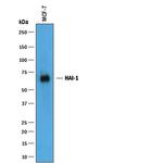 HAI-1 Antibody in Western Blot (WB)