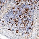 SIGLEC5 Antibody in Immunohistochemistry (Paraffin) (IHC (P))