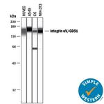 CD51 Antibody in Western Blot (WB)