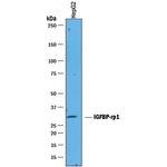 IGFBP7 Antibody in Western Blot (WB)