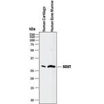 Sclerostin Antibody in Western Blot (WB)