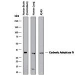 Carbonic Anhydrase IV Antibody in Western Blot (WB)