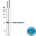 Carbonic Anhydrase IV Antibody in Western Blot (WB)