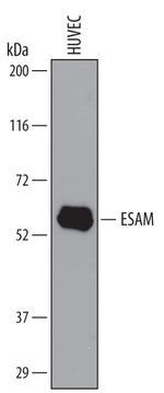 ESAM Antibody in Western Blot (WB)