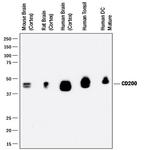 CD200 Antibody in Western Blot (WB)