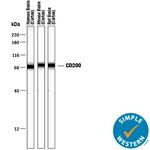 CD200 Antibody in Western Blot (WB)