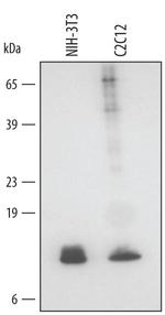 GLRX Antibody in Western Blot (WB)