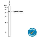 SPON1 Antibody in Western Blot (WB)