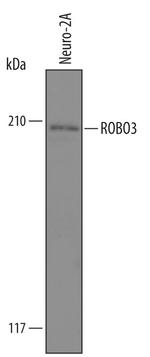 ROBO3 Antibody in Western Blot (WB)