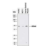 ATG4A Antibody in Western Blot (WB)