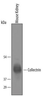 TMEM27 Antibody in Western Blot (WB)