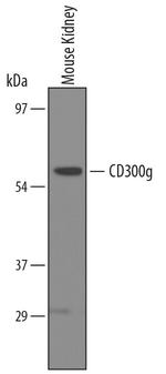 CD300g Antibody in Western Blot (WB)