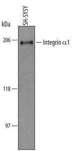CD49a Antibody in Western Blot (WB)