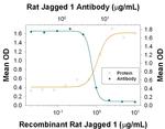Jagged1 Antibody in Neutralization (Neu)