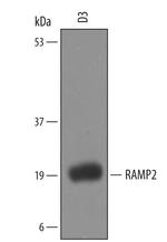 RAMP2 Antibody in Western Blot (WB)