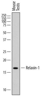 Relaxin 1 Antibody in Western Blot (WB)