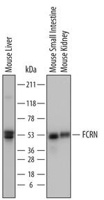 FCGRT Antibody in Western Blot (WB)