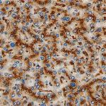 FUCA1 Antibody in Immunohistochemistry (Paraffin) (IHC (P))