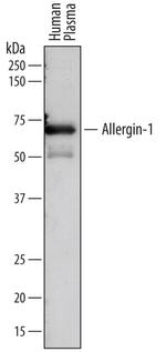 Allergin 1 Antibody in Western Blot (WB)