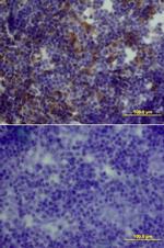 GDF3 Antibody in Immunohistochemistry (Frozen) (IHC (F))