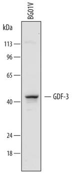 GDF3 Antibody in Western Blot (WB)