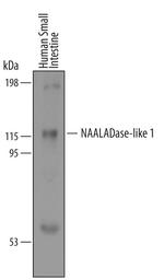 NAALADL1 Antibody in Western Blot (WB)