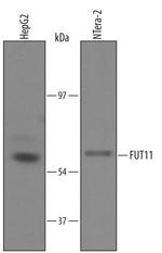 FUT11 Antibody in Western Blot (WB)