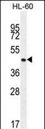 OR2F2 Antibody in Western Blot (WB)