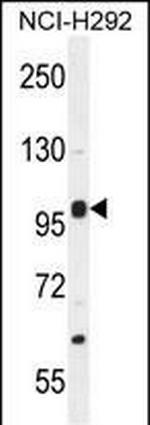 NBPF8 Antibody in Western Blot (WB)