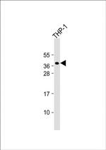PQLC2 Antibody in Western Blot (WB)