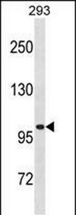 LRRC8A Antibody in Western Blot (WB)