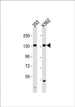 MCM9 Antibody in Western Blot (WB)