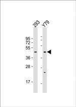 OLFM3 Antibody in Western Blot (WB)