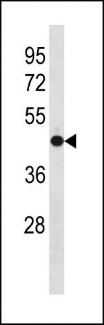 OLFM3 Antibody in Western Blot (WB)