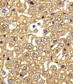 HBG2 Antibody in Immunohistochemistry (Paraffin) (IHC (P))