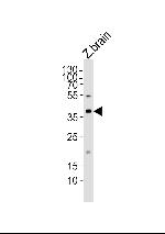 MAB21L2 Antibody in Western Blot (WB)