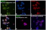 PIWIL4 Antibody in Immunocytochemistry (ICC/IF)