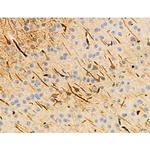 KISS1R Antibody in Immunohistochemistry (Paraffin) (IHC (P))