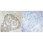 KIAA0100 Antibody in Immunohistochemistry (Paraffin) (IHC (P))